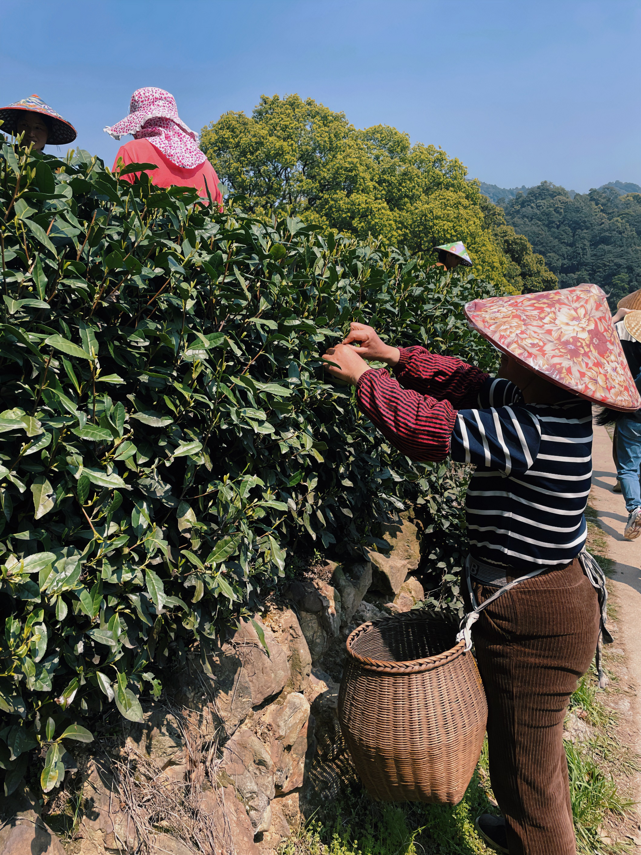 开云（中国）国贸六部联合举办“以茶之名”茶酒文化交流活动